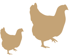 unser-hof-huehner